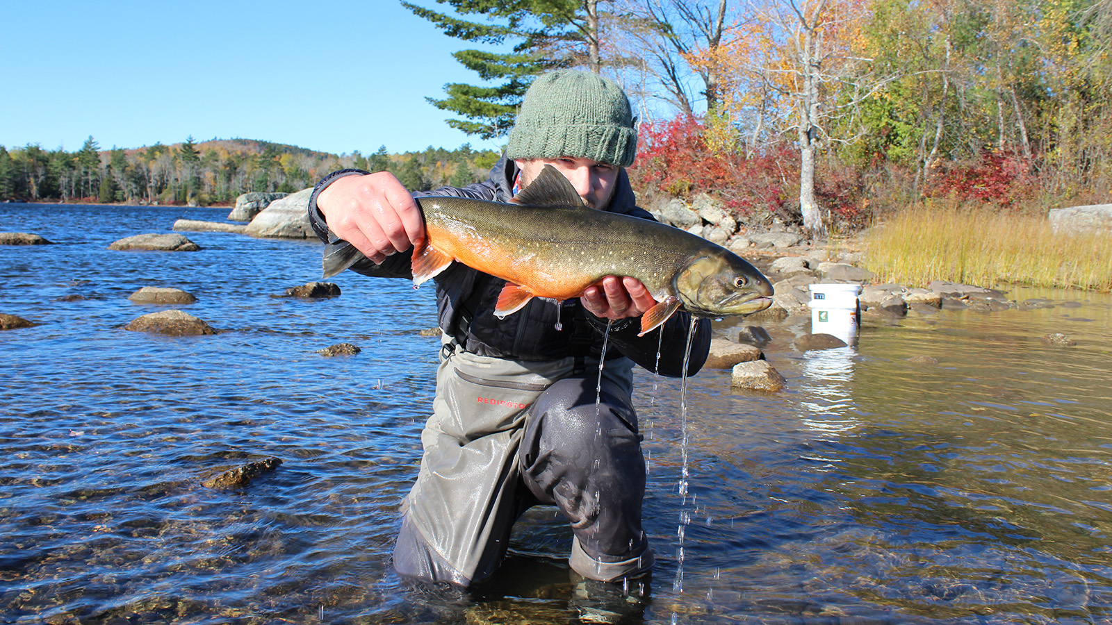 Fish are shrinking, according to new study co-authored by McGill - UMaine  News - University of Maine