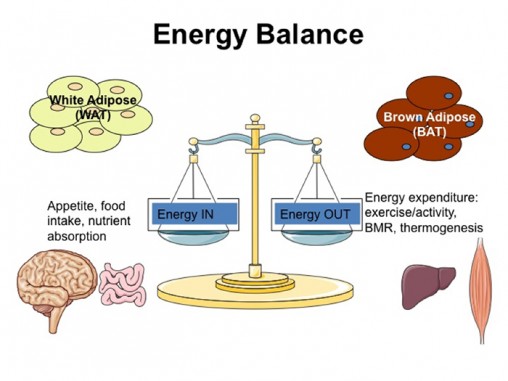 energy_balance_700x525