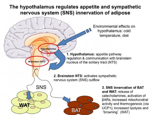 hypothalamus_700x525