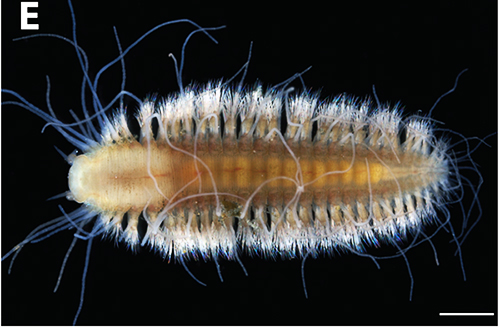 aquatic worm photo