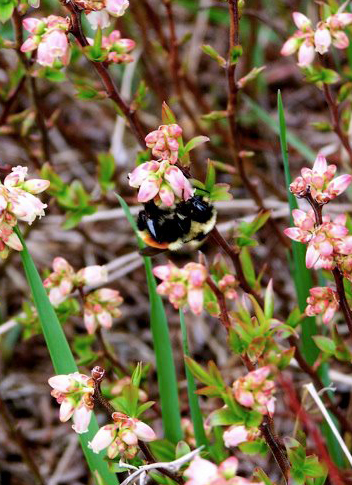 bee on flowers