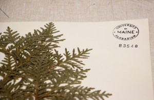 Herbarium photo of specimen