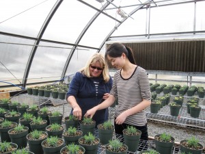 Researchers tending plants