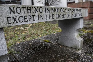 Image of bench with evolution quote