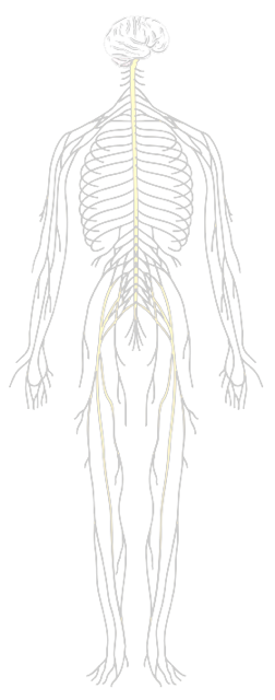 Map of Nervous System