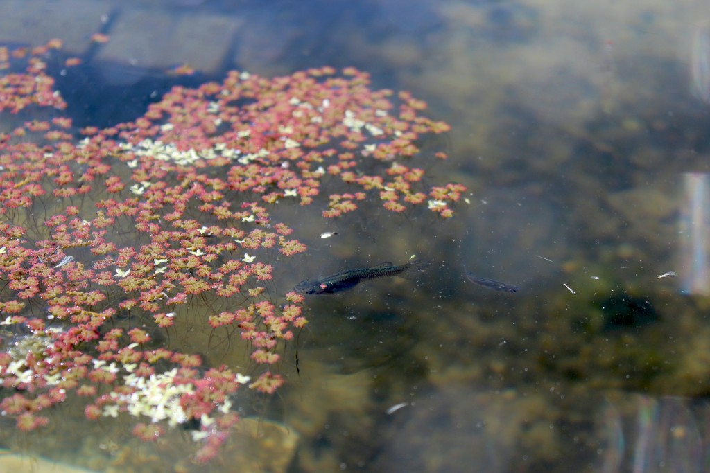 mosquitofish