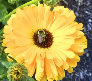 Bumblebee on flower