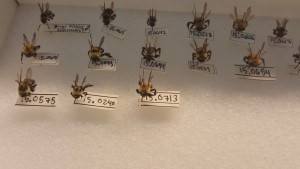 Bumblebee samples