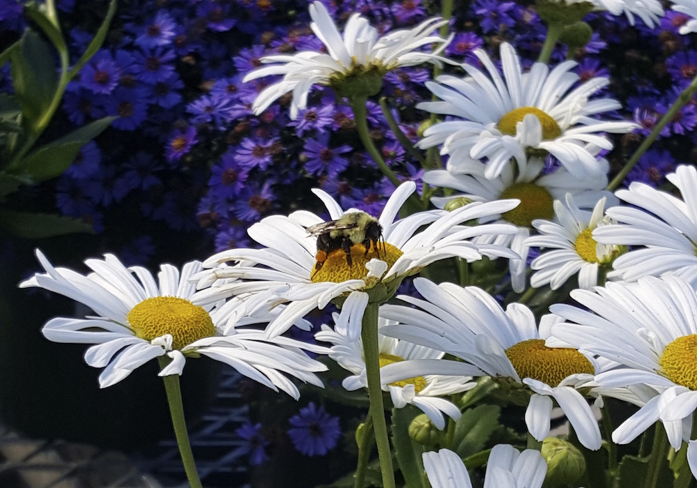 Bumblebee on flowers