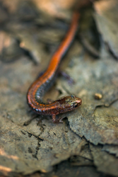 salamander