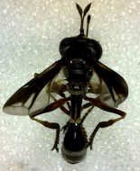 conopid fly