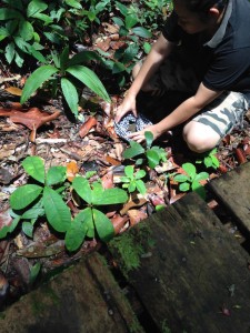 Research assistant with lesser treeshrew