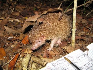 tenrec