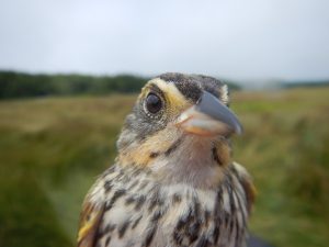 Saltmarsh Sparrow