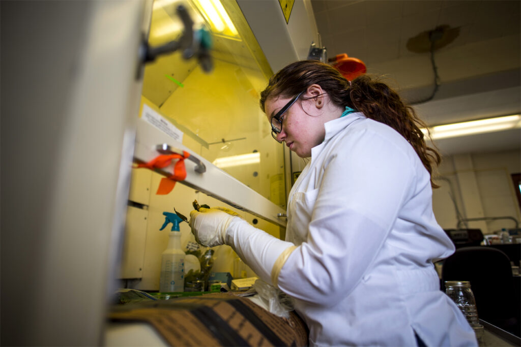 student working in a lab