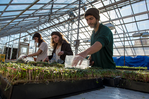 Students working in greenhouse