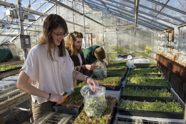 Students working in the Greenhouse