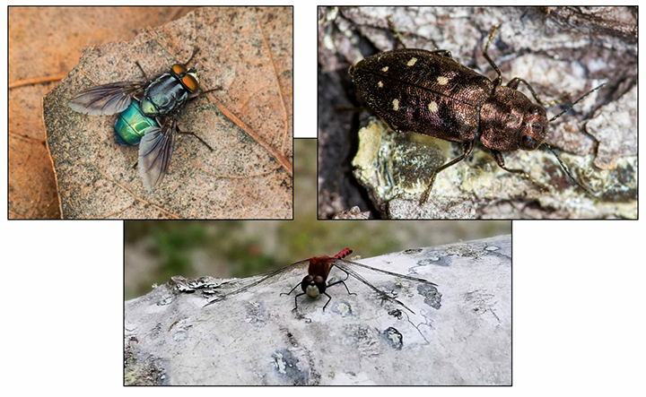 Photos of a fly, beetle, and dragonfly for Angela Mech's Insect Taxonomy course