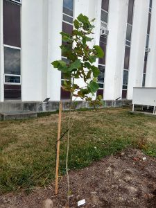 American Sycamore seedling