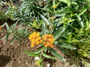 Butterfly Weed