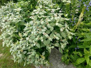 Clustered Mountain-Mint