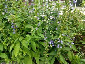 Great Blue Lobelia