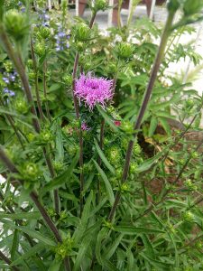 Northern Blazing Star