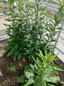 Showy Goldenrod