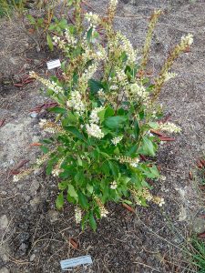 Sweet Pepperbush