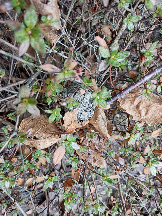 Close-up photo of camouflaged frog in some shrubs