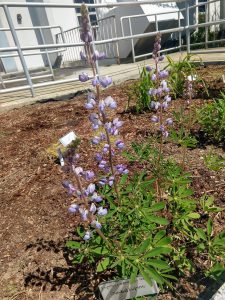 Lupinus perennis, the native Sundial Lupine, in the garden bed in front of Murray Hall