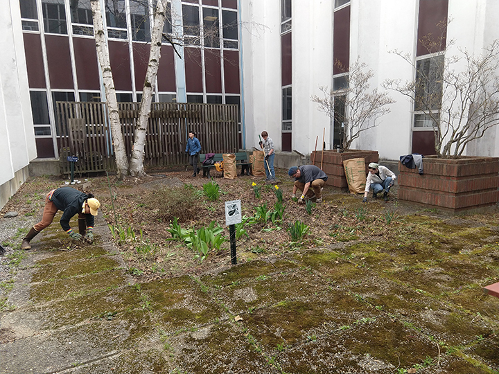 Five students gardening in the Murray Hall courtyard for Maine Day