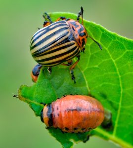 A striped Colorado potato beetle and an unstriped, orange young beetle on a leaf