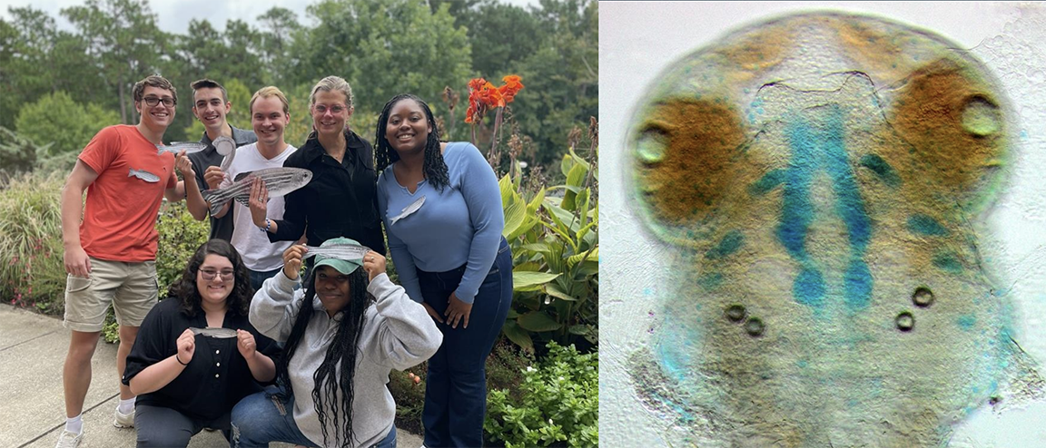 Side-by-side photos. Left side is a group of people on a boardwalk, holding zebrafish toys. Right side is an image of the head of a zebrafish embryo.