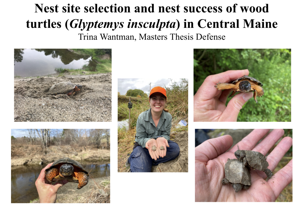 Collage of photos of turtles and Trina Wantman holding two baby turtles beside a pond.