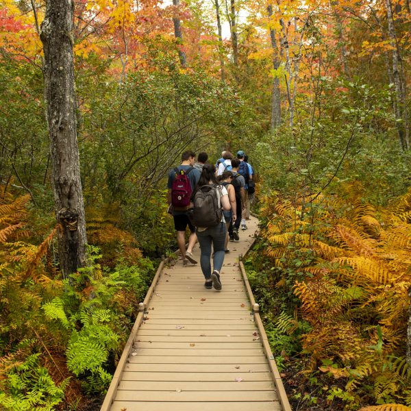 Students walking on a bridge in the forest
