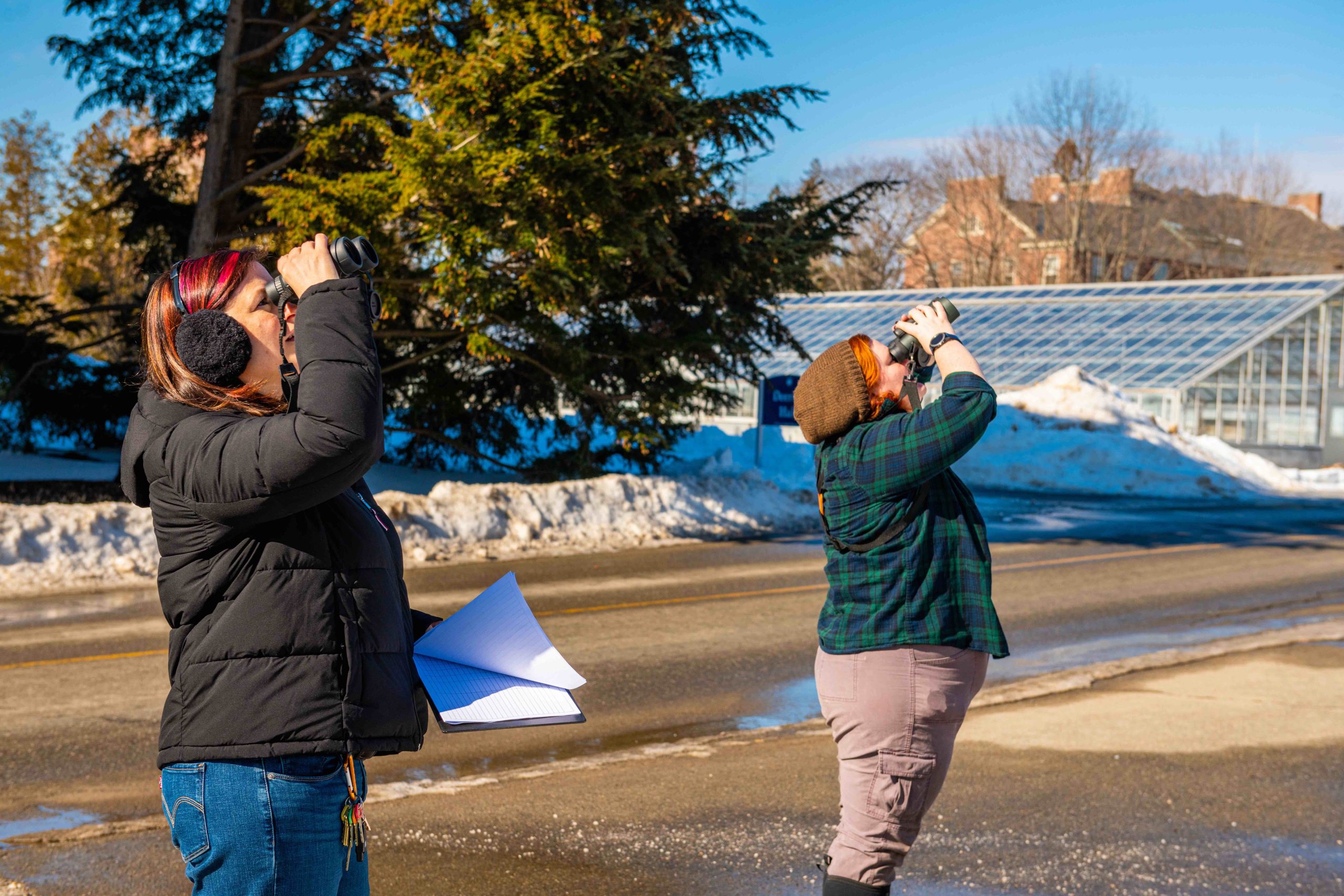 Students and Angela Mech, Assistant Professor of Forest Entomology, survey trees for the troubling Brown Tailed Moth across the University of Maine campus.