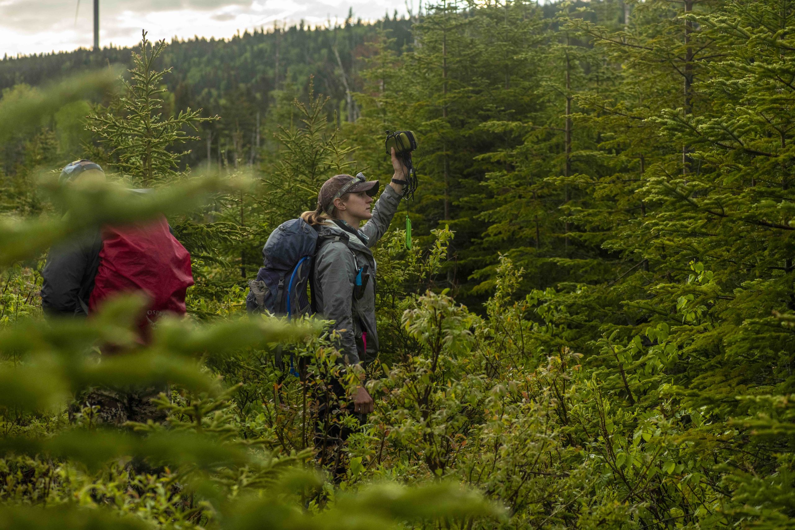 Amber Roth bird research, northwestern Maine, Bicknell's Thrush and Rusty Blackbird.
