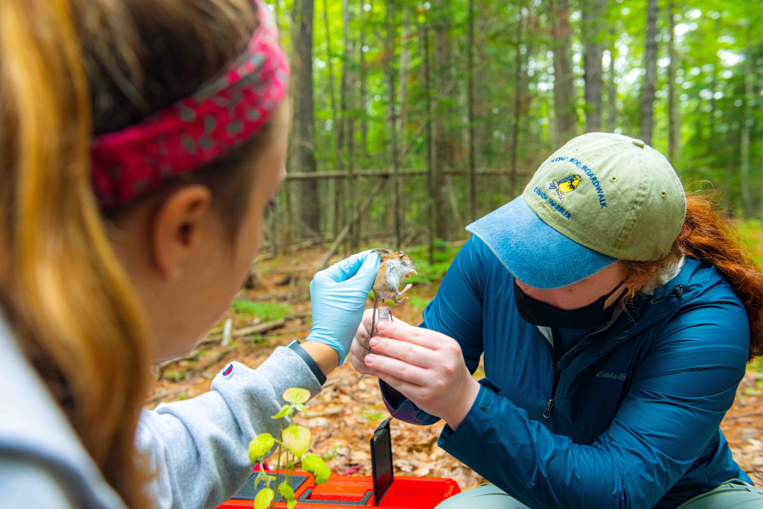 STUDENTS COLLECT SAMPLES FROM FIELD MOUSE