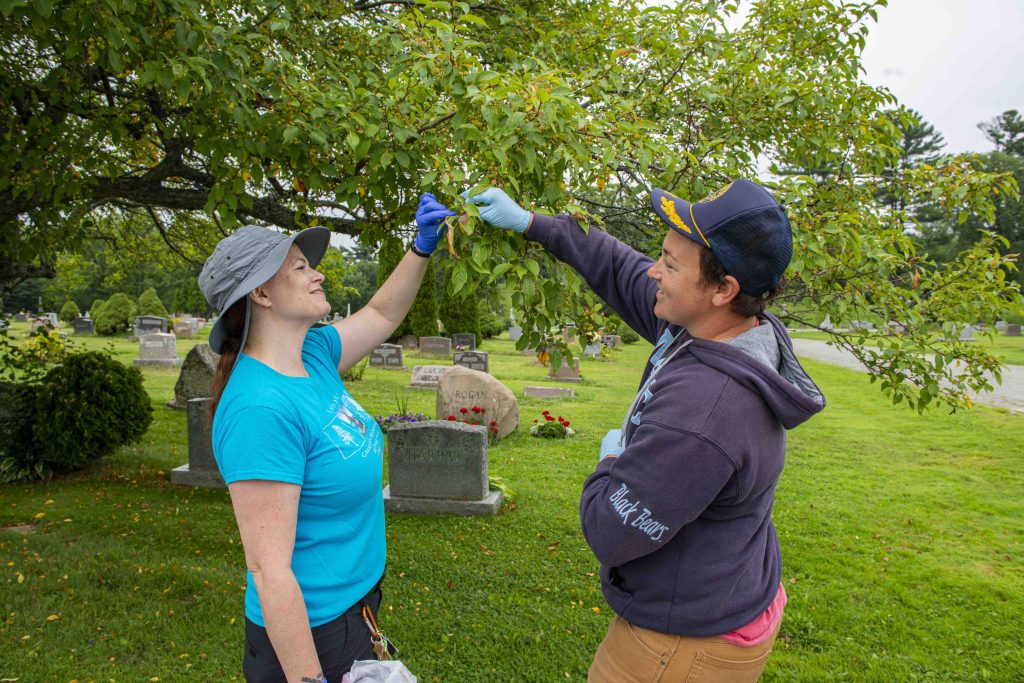 Angela Mech and grad student Sadia Crosby (dark blue sweatshirt) setting and processing Browntail Moth traps in Mt. PLeasant Cemetery in Bangor 081121