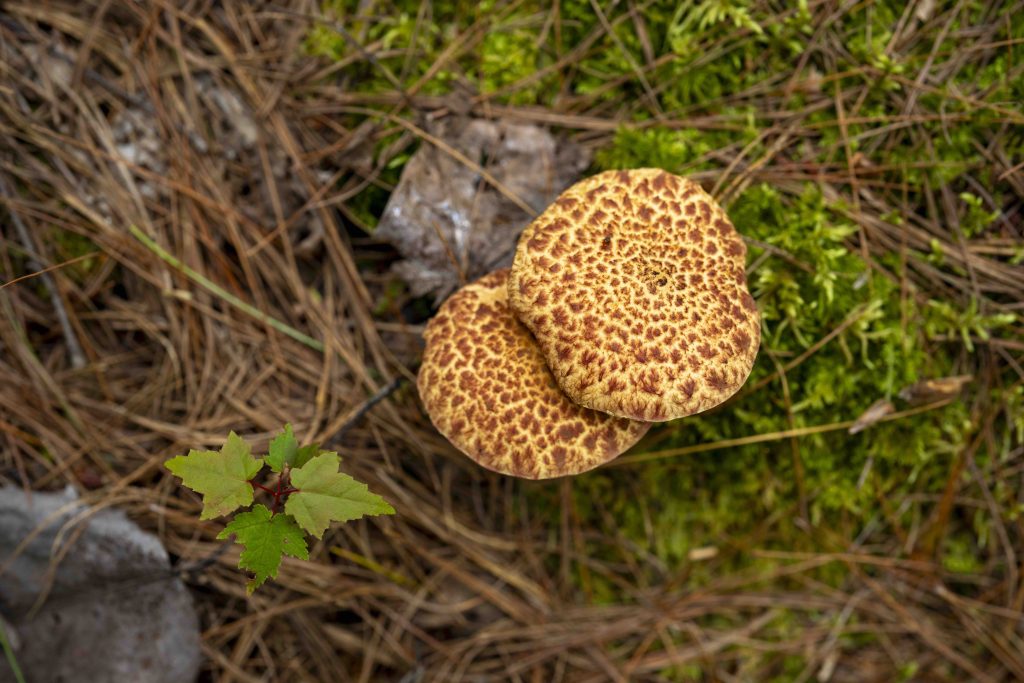 Mushroom