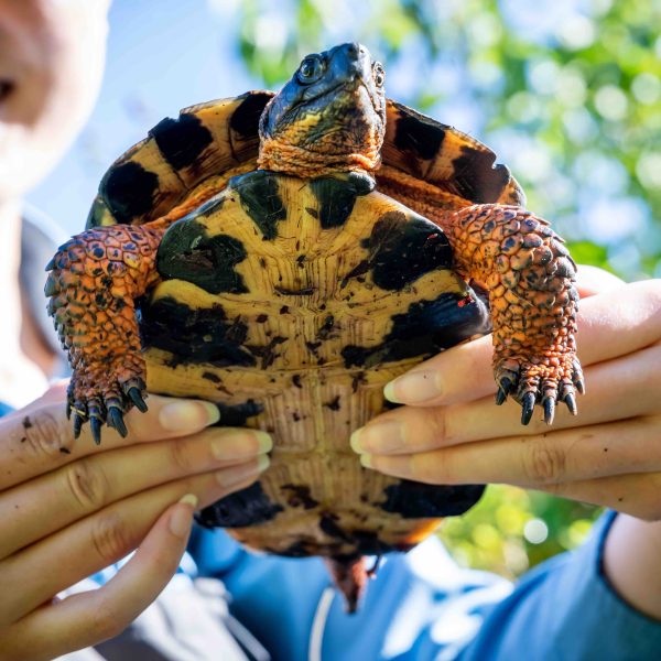 Grad student, Kara SantaLucia is accompanied by undergrad field techs, Olivia Marsanskis and Maple Waltner in surveying Wood Turtles in central Maine. These turtles are highly protected and this location may not be disclosed.