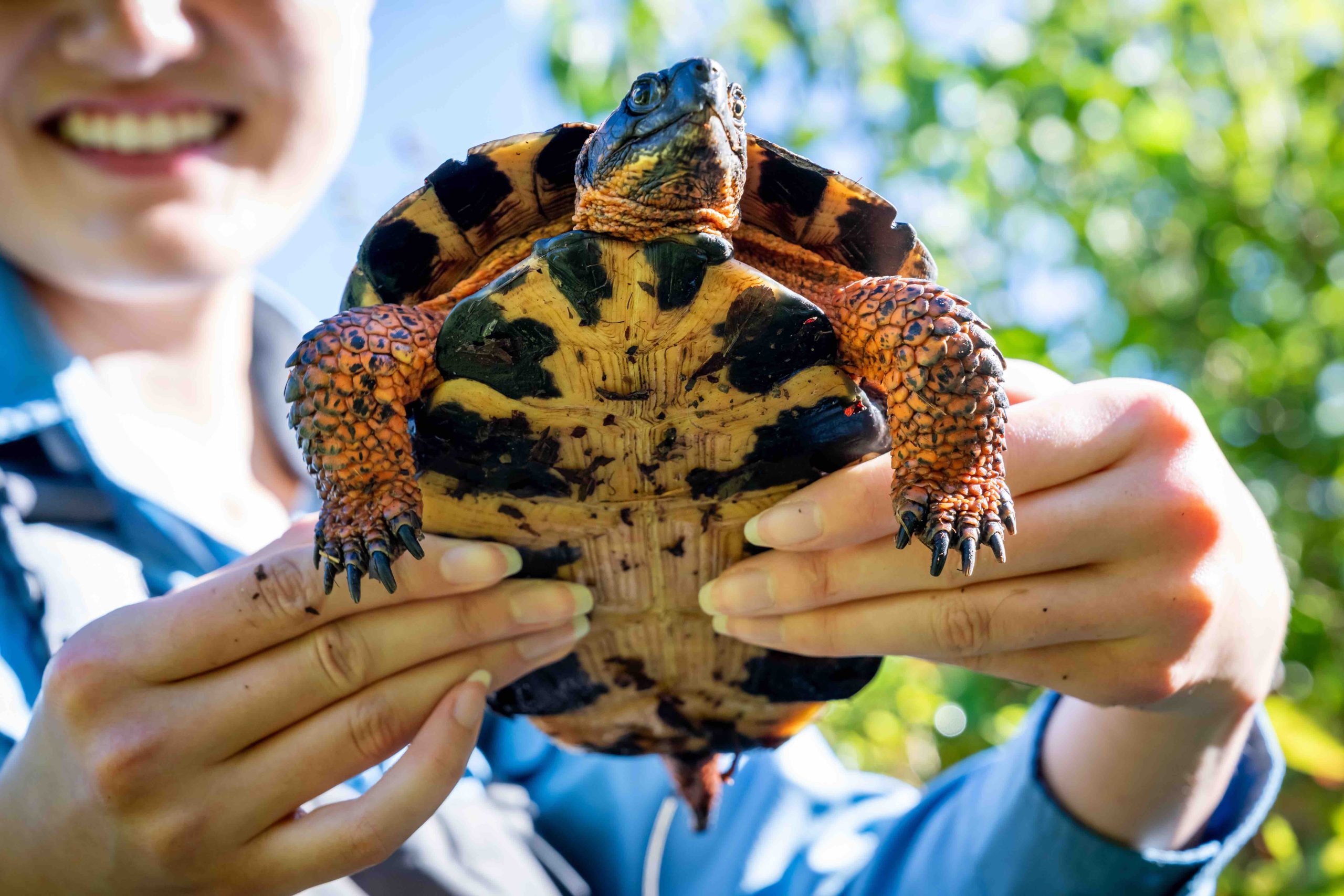Grad student, Kara SantaLucia is accompanied by undergrad field techs, Olivia Marsanskis and Maple Waltner in surveying Wood Turtles in central Maine. These turtles are highly protected and this location may not be disclosed.