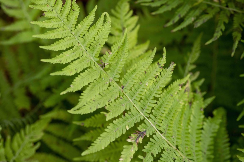 FERN