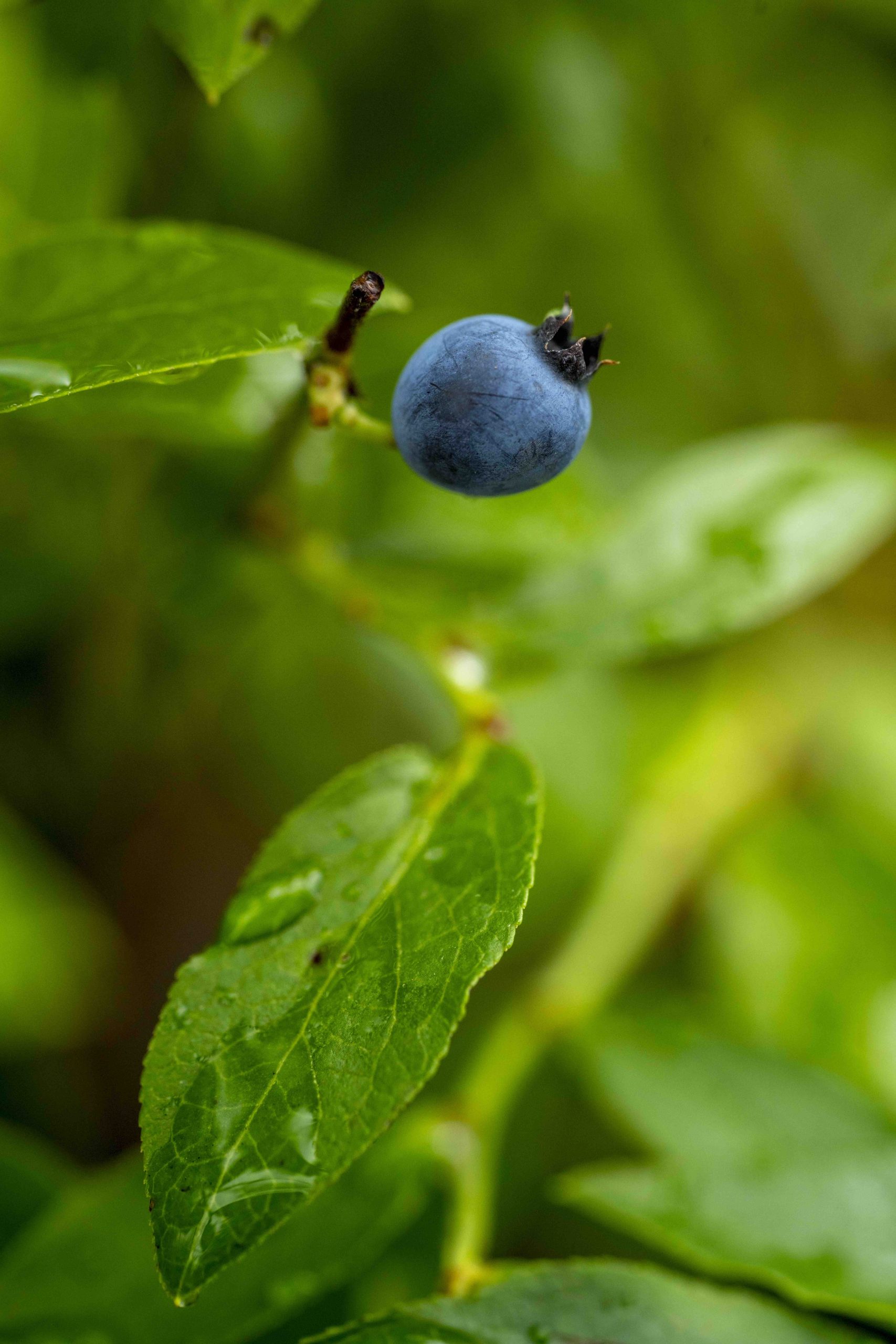 Blueberry
