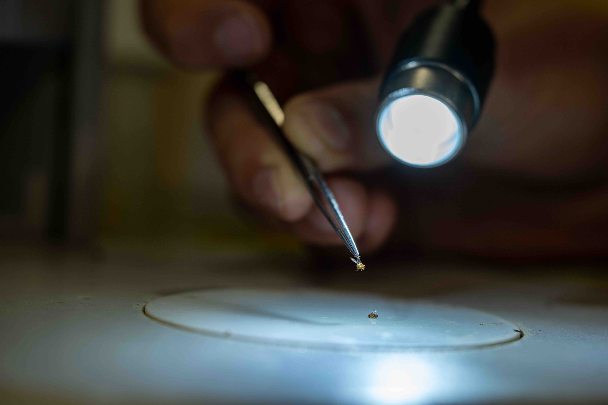 Insects under a microscope