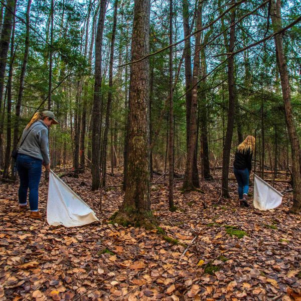 students pull tick nets