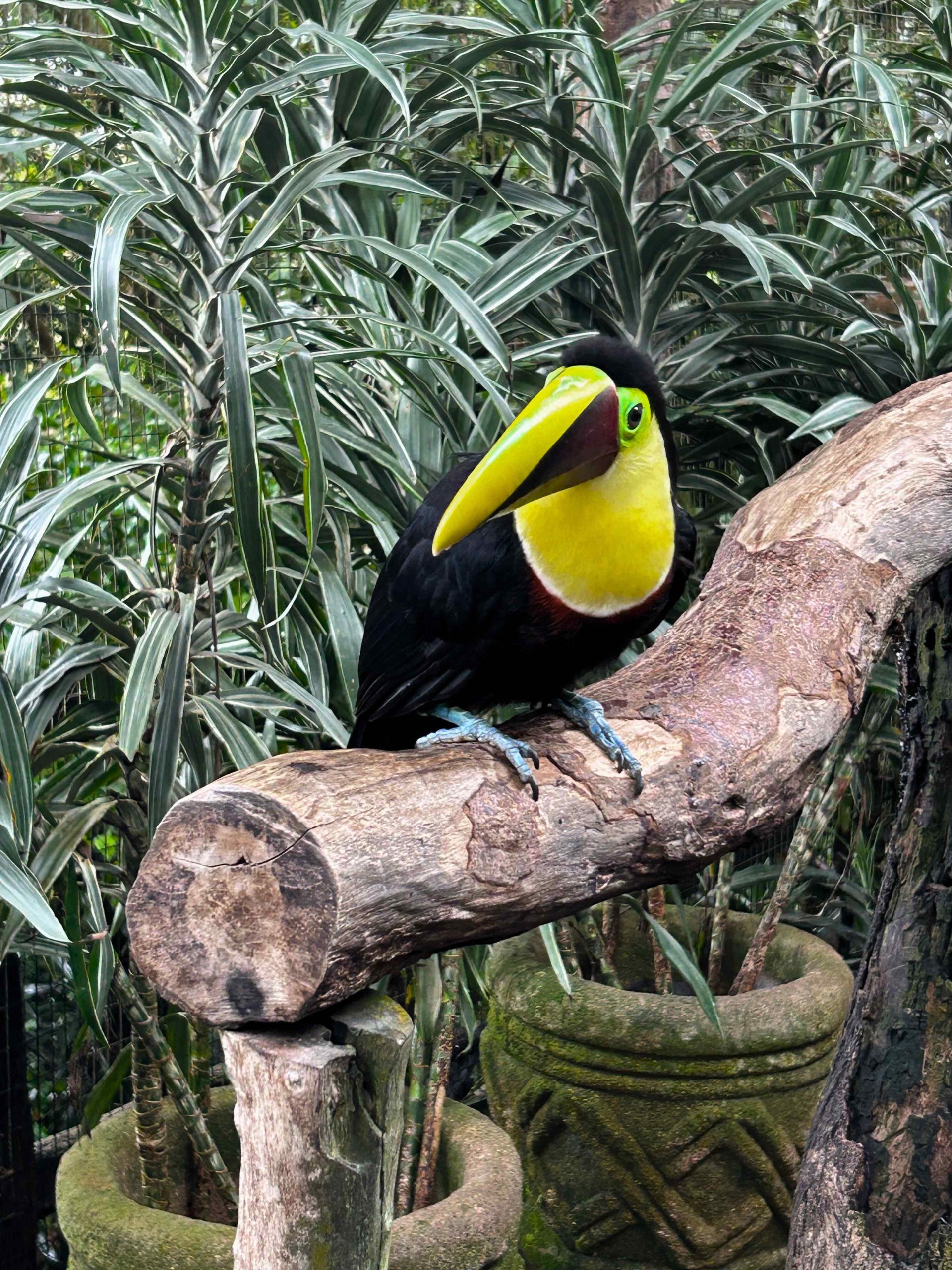 toucan on tree branch