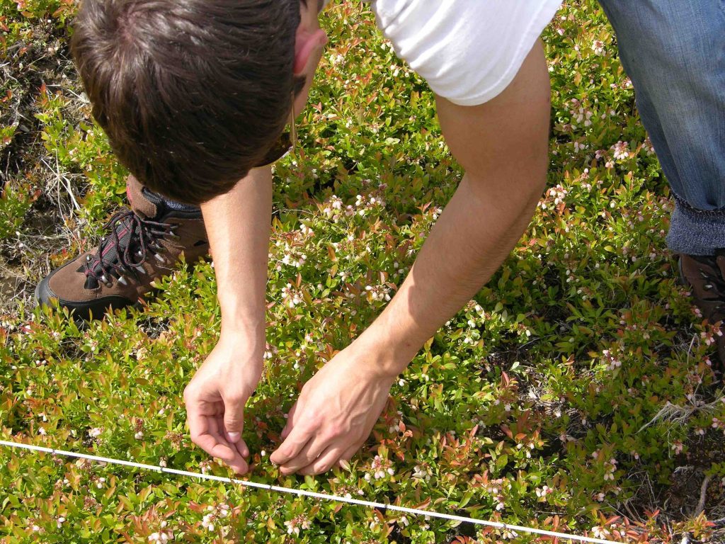Student picks blueberries for research