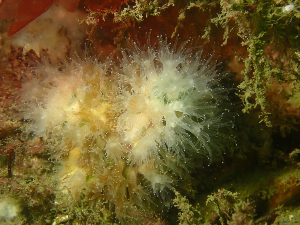 Coral from Taylor Lindsay's research